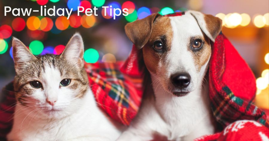 Have a Holly, Jolly, Paw-liday: Safety Tips for Pets 