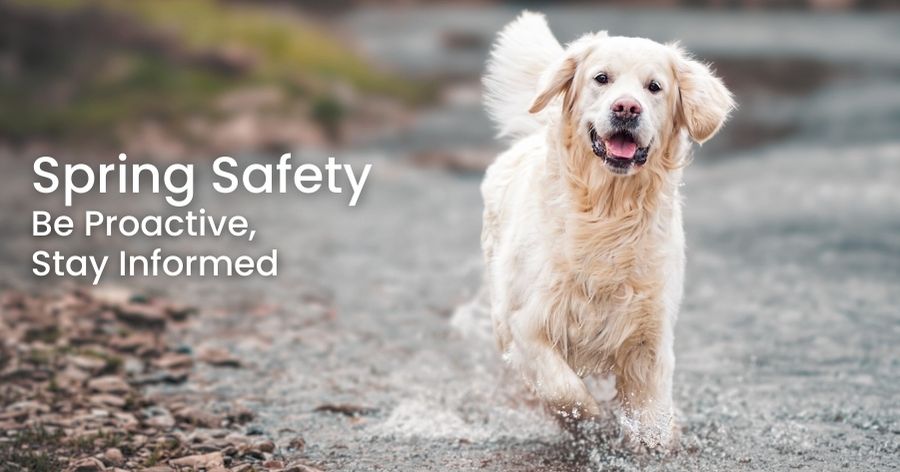 Spring Pet Safety Checklist