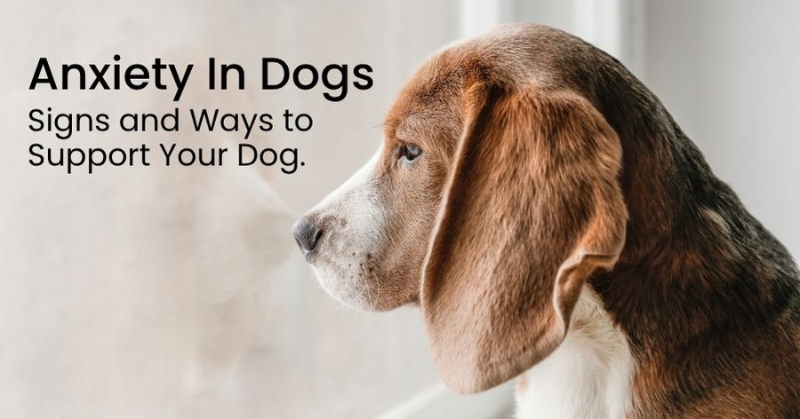 When Your Dog Is Feeling Ruff