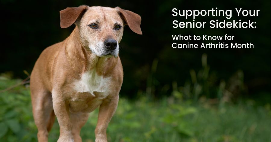 Supporting Your Senior Sidekick: What to Know for Canine Arthritis Month