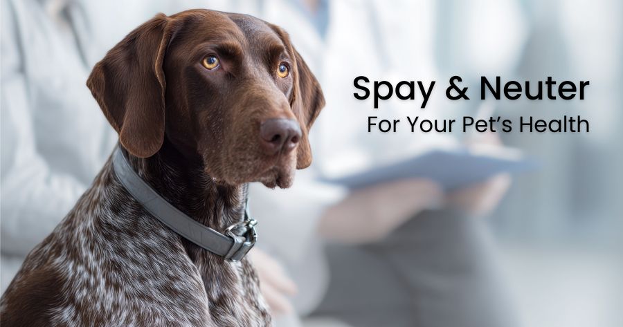 Why Spaying and Neutering Matters