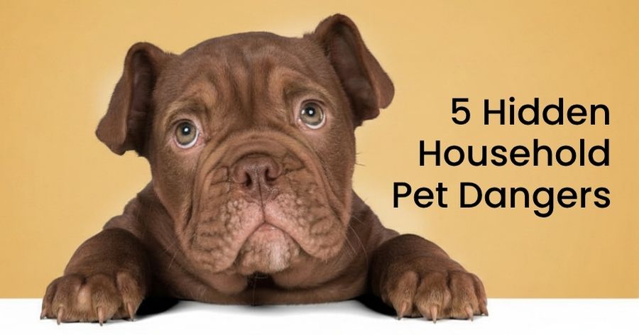 The Usual Suspects of Pet Poisoning