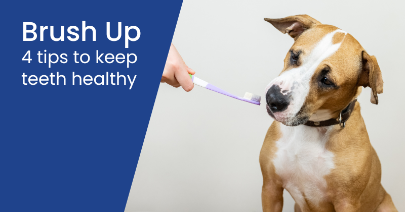 Brush Up on Your Pet’s Dental Health