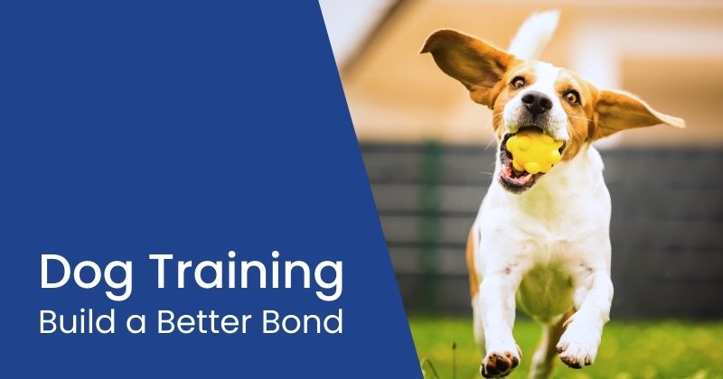 Dog Training Tips and Tricks