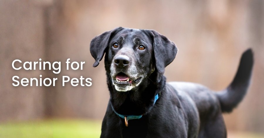 Celebrating Our Senior Pets