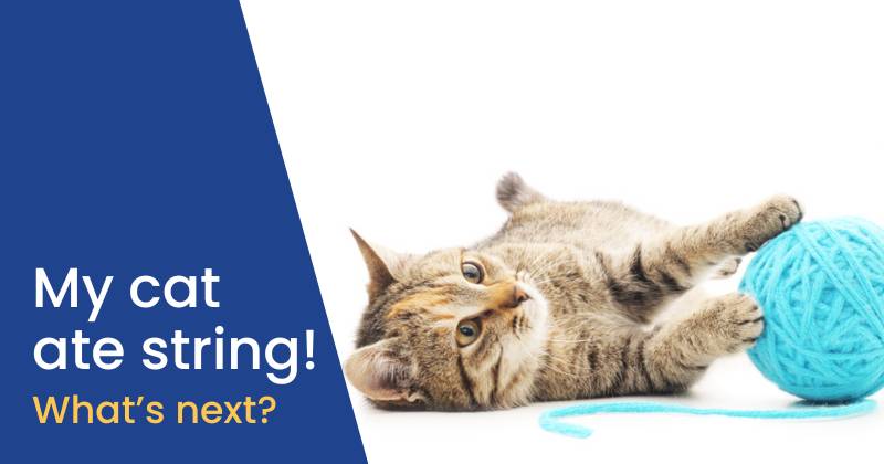 What to Do If Your Cat Ate String