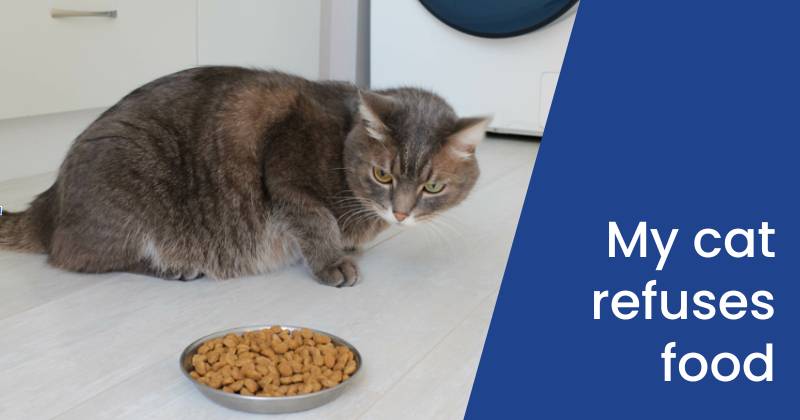 My Cat Won’t Eat: Should I Be Concerned?