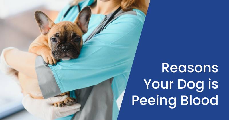 Potential Reasons Your Dog is Peeing Blood