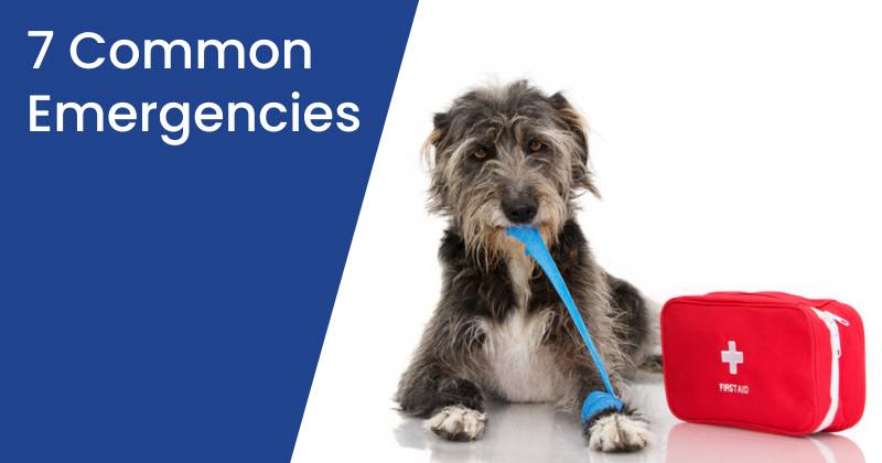 Common Pet Emergencies in Covington, GA